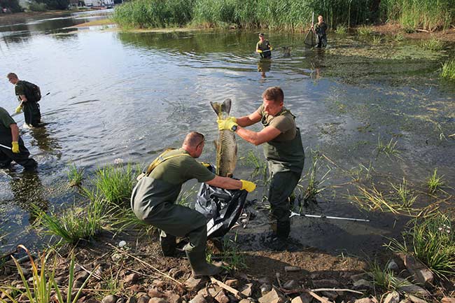 peces muertos rio Oder