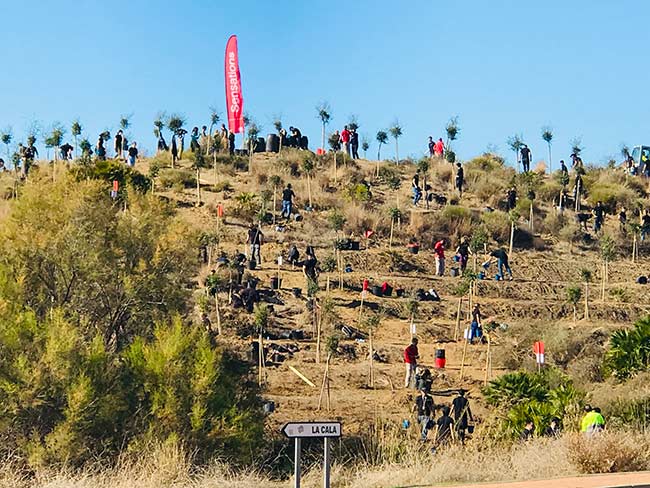 reforestacion bosque urbano de Mijas