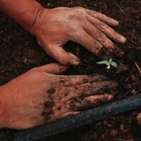 el suelo como una gigantesca reserva de carbono portada