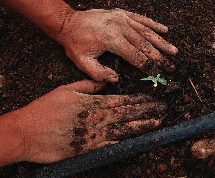 el suelo como una gigantesca reserva de carbono portada