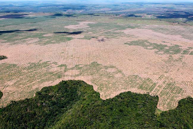 asociaciones forestales 