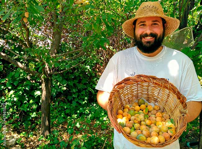 Compra Fruta de Temporada, CESTA FRUTAS TRADICIONAL