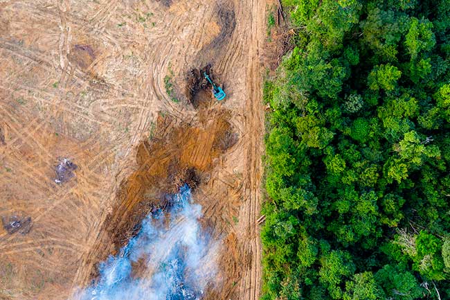 COP 15 acuerdo deforestación y degradacion de los bosques