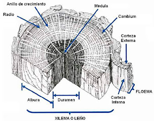 esquema arbol por dentro