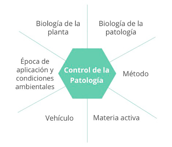 esquema factores fundamentales endoterapia arborea