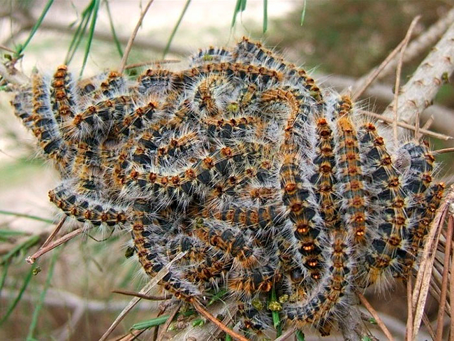 plaga procesionaria del pino