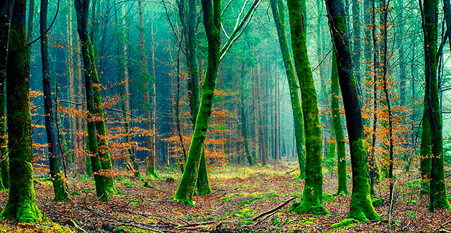 dia mundial de los bosques