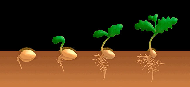 germinacion de semilas 