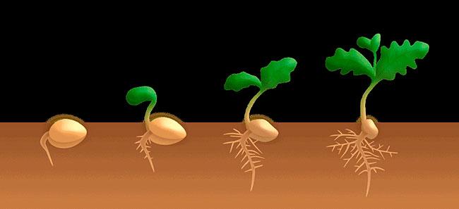 Qué es germinación de semillas y cómo germinar semillas en casa