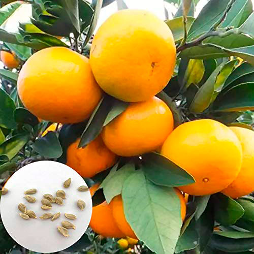 germinar semillas de naranja