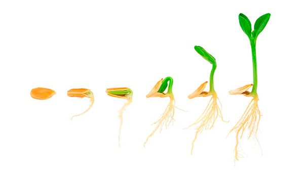 proceso de germinacion 