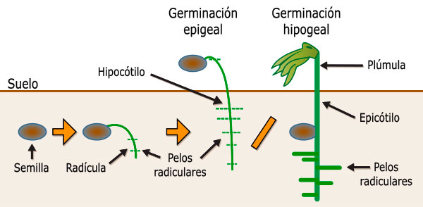 esquema tipos de germinacion
