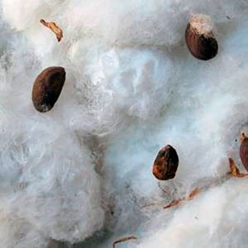 germinar semillas en algodon