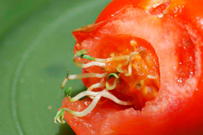 germinacion de tomate
