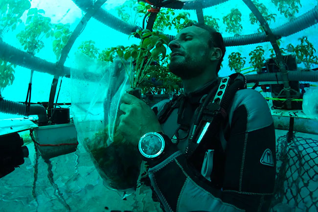 cultivo submarino de plantas Nemo's Garden