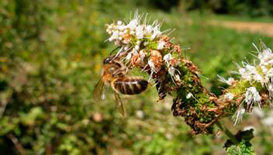 abeja melifera en flores de Menta