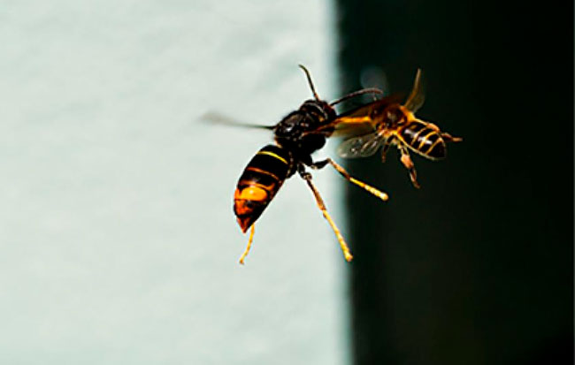 Vespa velutina cazando al vuelo