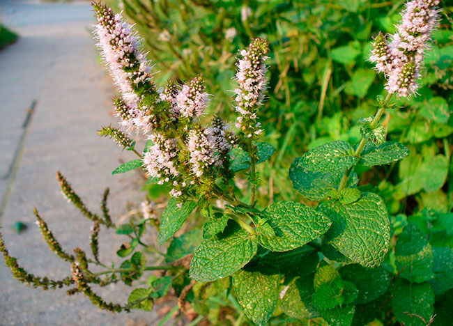 Mentha suaveolens