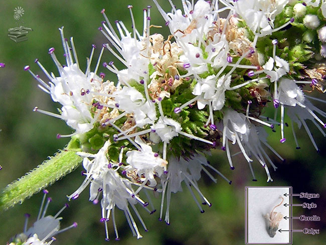 flores de Menta