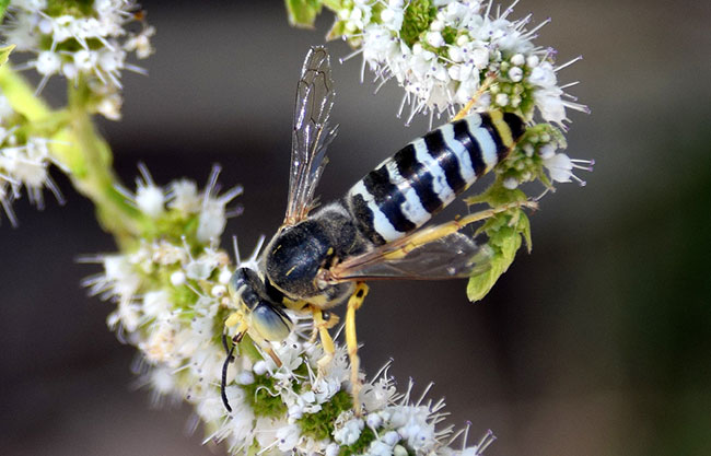 Vespa Velutina afecta a la polinización de Menta