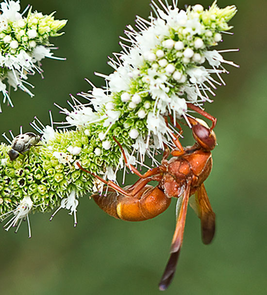 insectos polinizadores de Mentha suaveolens