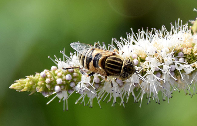 Vespa Velutina afecta a la polinizacion de plantas