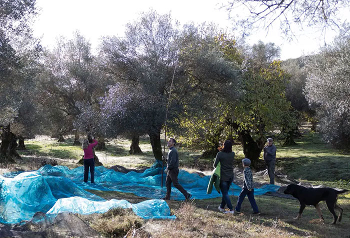 adopcion de agricultores y ganaderos tradicionales