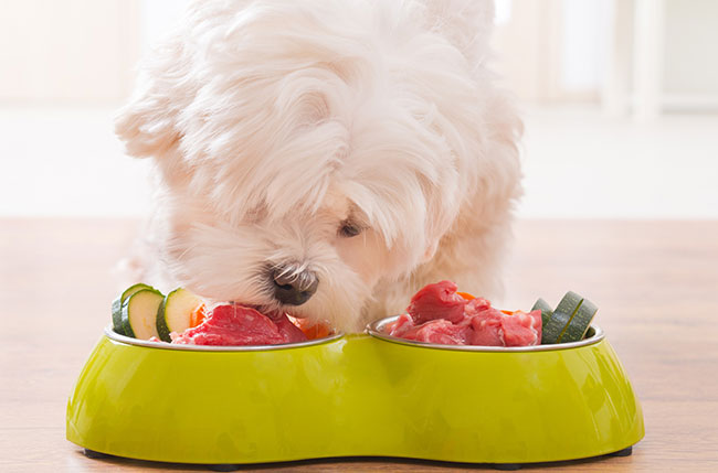 perro comiendo alimentos crudos 