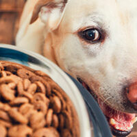 comida para perros portada