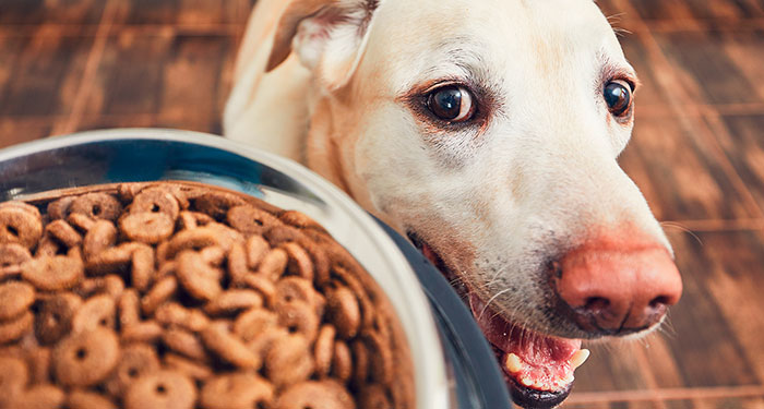 Tipos de comida para perros o alimentación canina