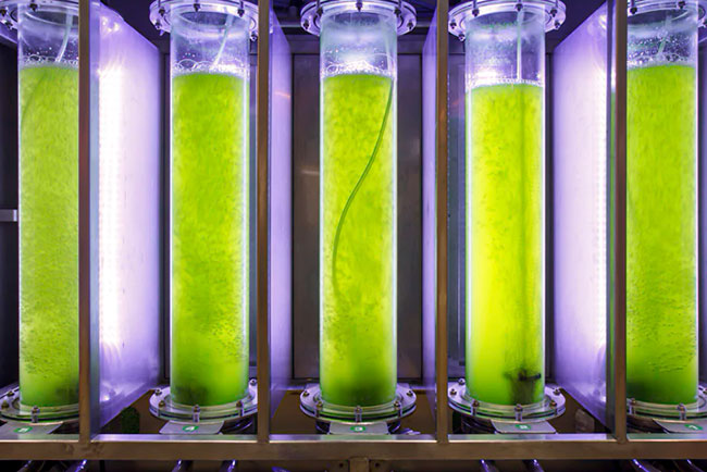 biorreactores de algas Absorved