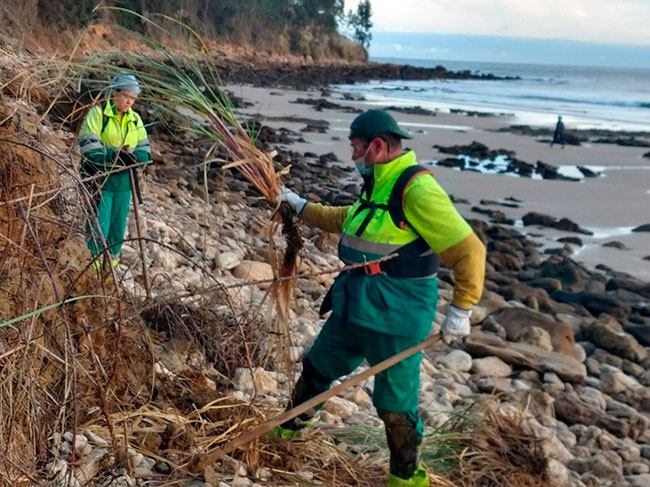 Eliminación de Cortaderia selloana en Santander