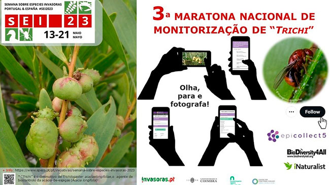 maratón nacional de monitorización de “Trichi” en Portugal