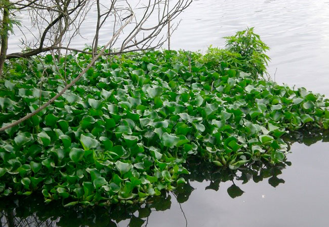 Jacinto de agua, identificación de plantas invasoras acuáticas en Portugal