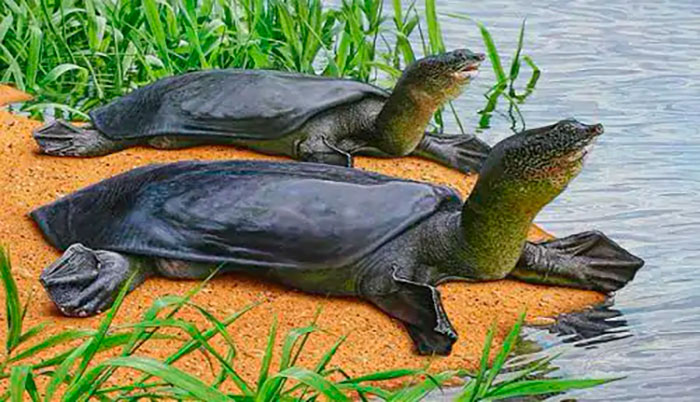 Muere la última tortuga gigante hembra del Yangtsé, condenando la especie a la extinción