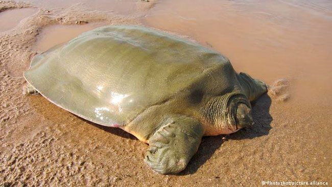  tortuga gigante del Yangtsé
