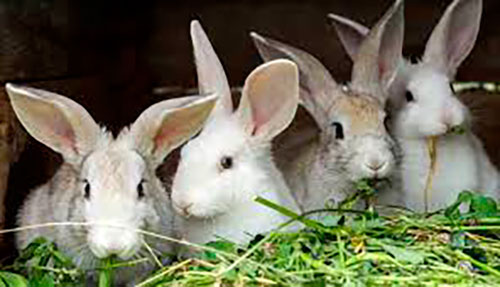 conejos blancos experimento