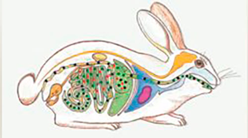 sistema digestivo conejo