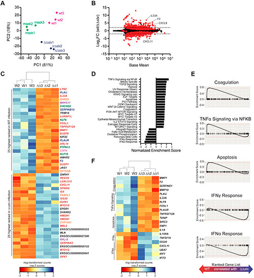 toxina Shiga de Escherichia coli enterohemorrágica respuesta inmune innata células epiteliales