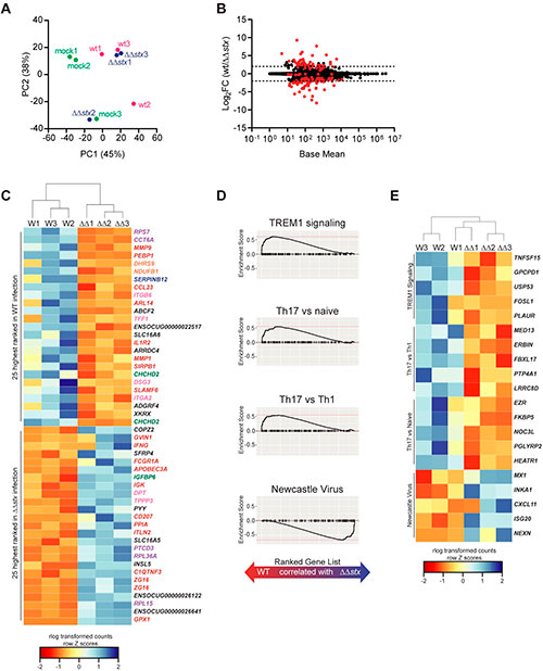 respuestas transcripcionales de las células de la lámina propia de la toxina Shiga de Escherichia coli enterohemorragica