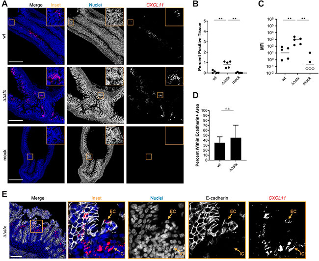 la toxina Shiga de Escherichia coli enterohemorrágica inhibe la señalización de IFNγ