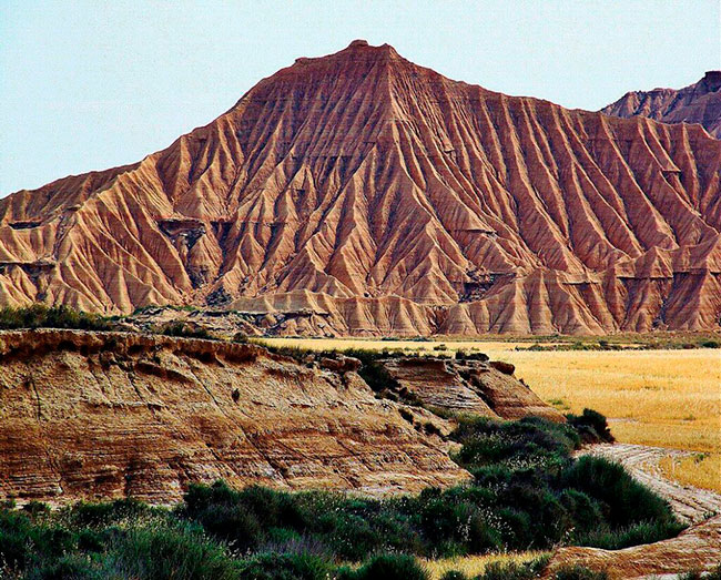 vegetacion en las Bardenas