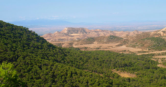 Bosque pinar Bardenas Reales