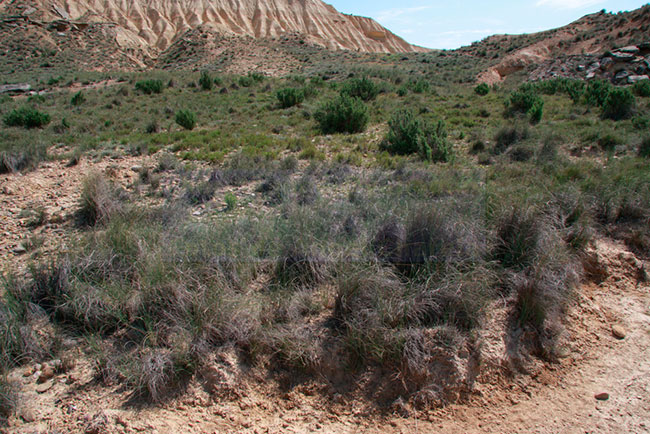 matorrales Bardenas Reales