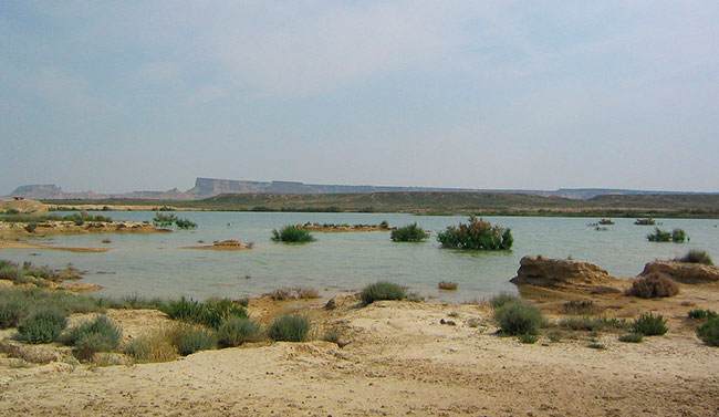 vegetacion charcas Bardenas reales