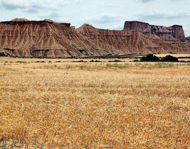 campo Bardenas reales