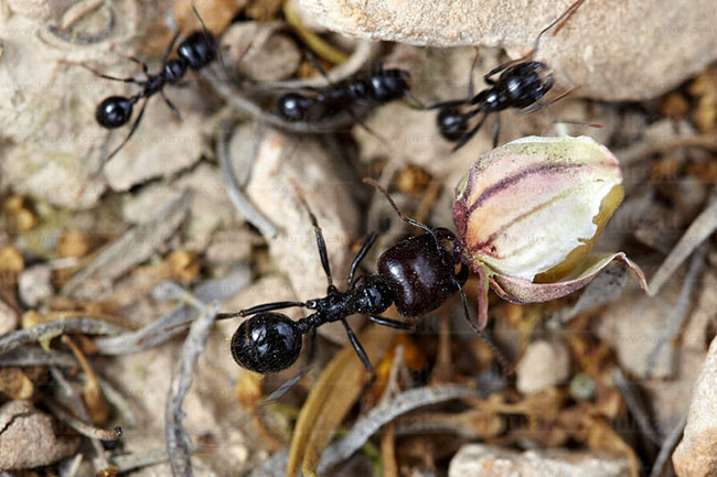 hormigas en Bardenas Reales Navarra