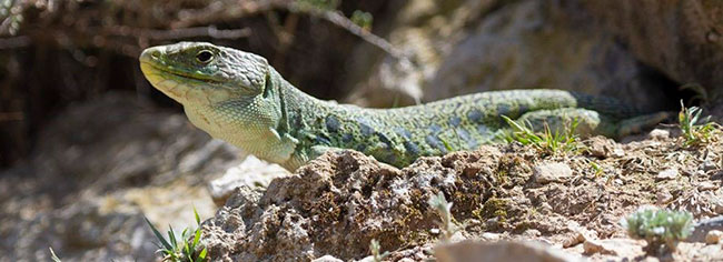 Reptil Bardenas Reales