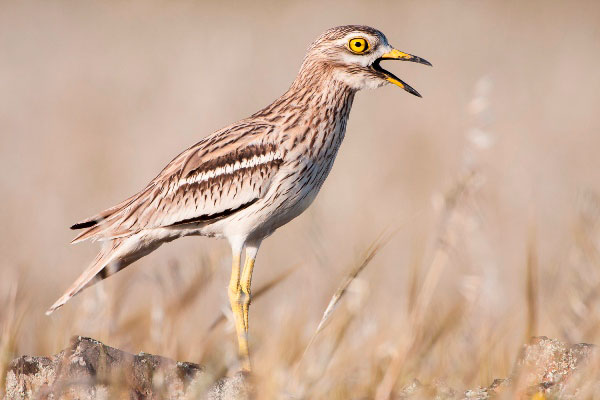 Aves Bardenas Reales