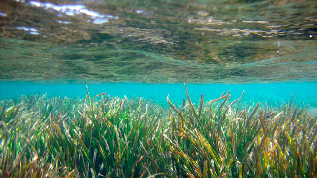 pradera marina de Posidonia oceanica